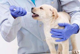 Giving medication to a dog
