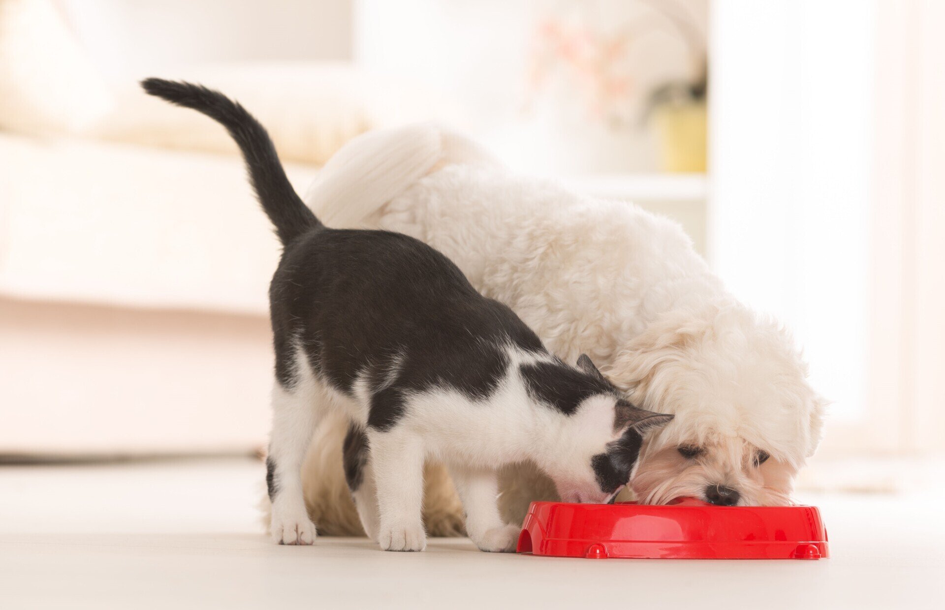 Veterinary Services Loveland Animal Hospital Omaha, NE