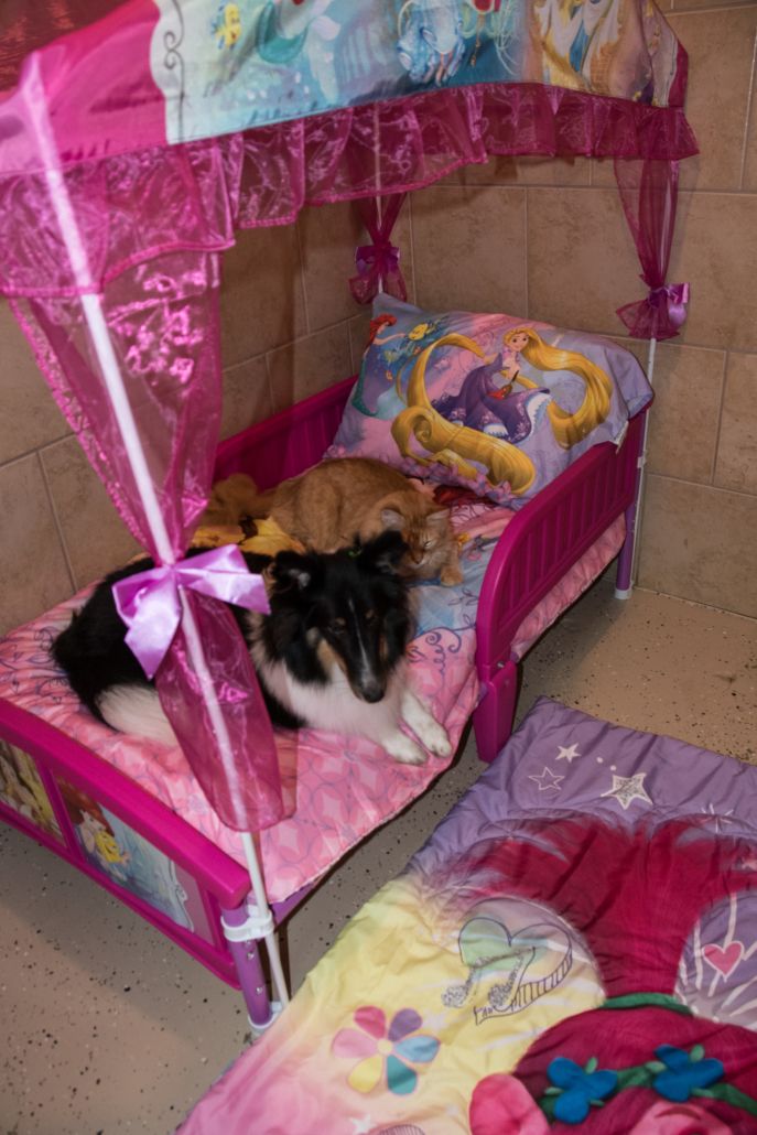 Photo Gallery Ponga's Pet Palace