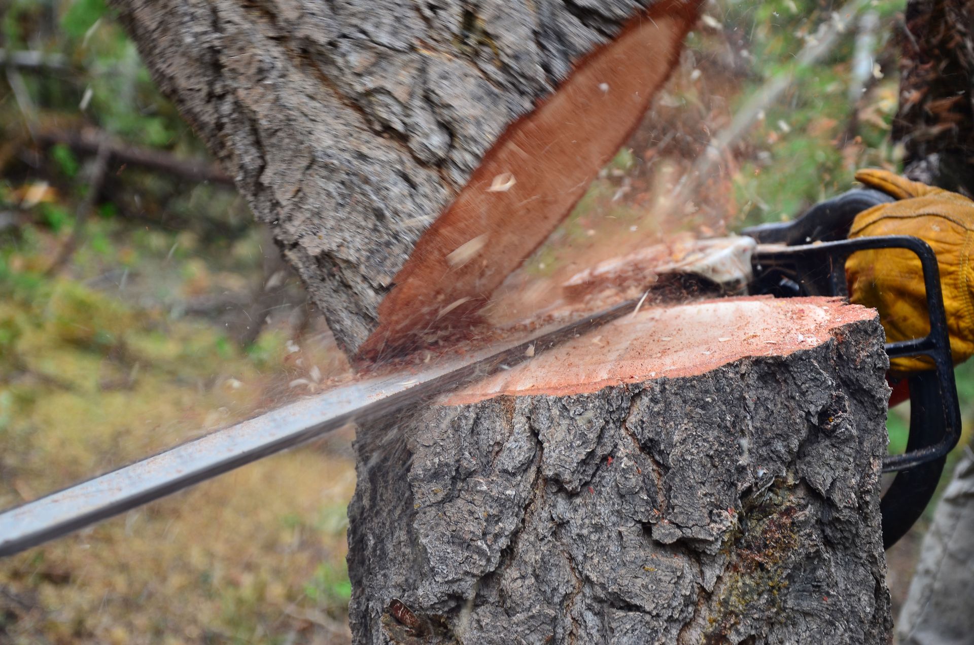 5 Dangers of Neglecting a Dead or Dying Tree