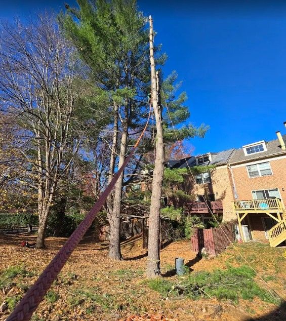 Tree Care | Bel Air, MD Area | Orellana Tree Service