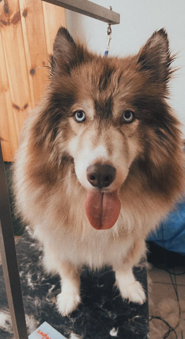 T & M Kennels Pet Day Care Rhinelander, WI