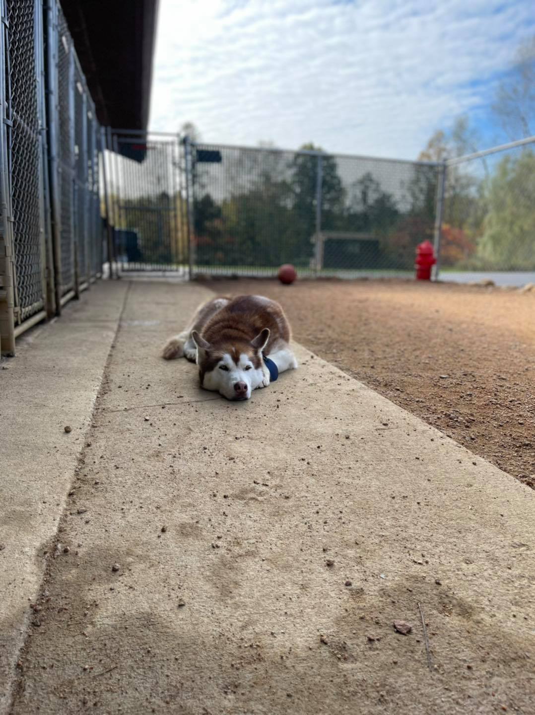 T & M Kennels Pet Day Care Rhinelander, WI