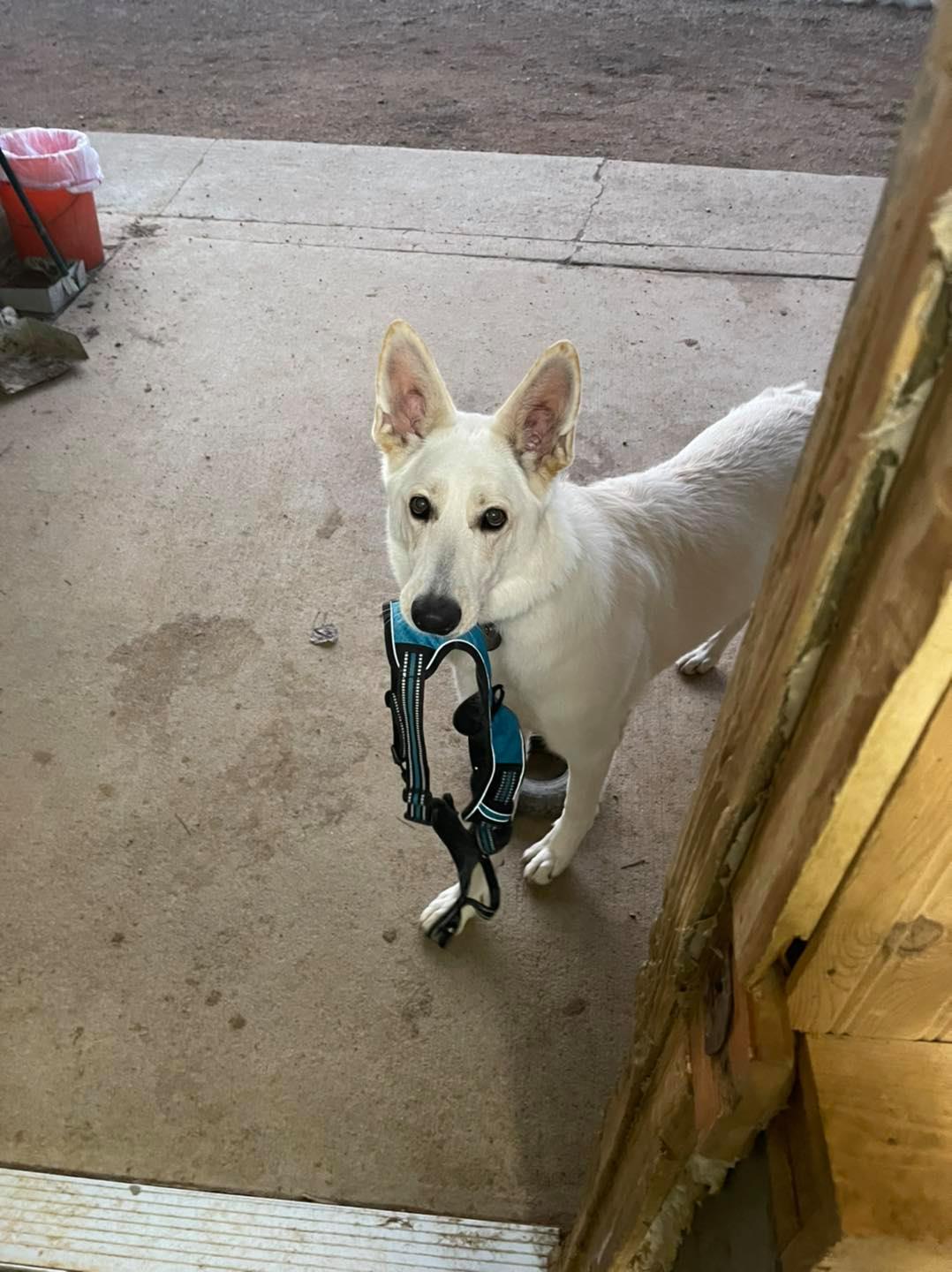 T & M Kennels Pet Day Care Rhinelander, WI