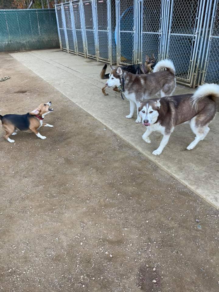 T & M Kennels Pet Day Care Rhinelander, WI