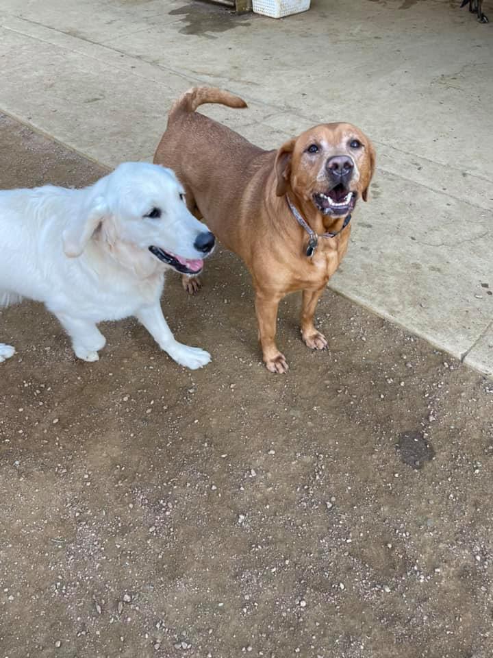 T & M Kennels Pet Day Care Rhinelander, WI