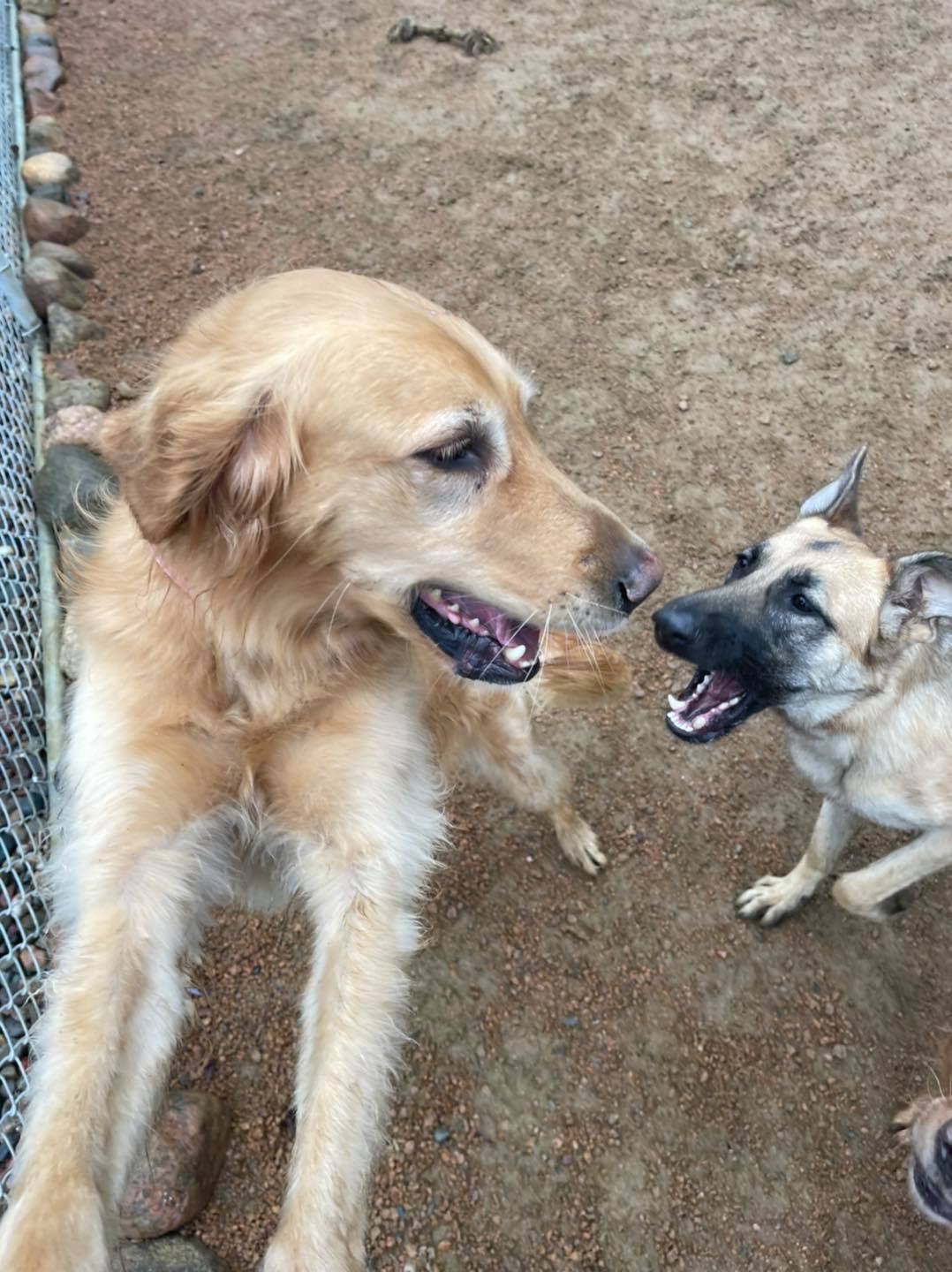 T & M Kennels Pet Day Care Rhinelander, WI