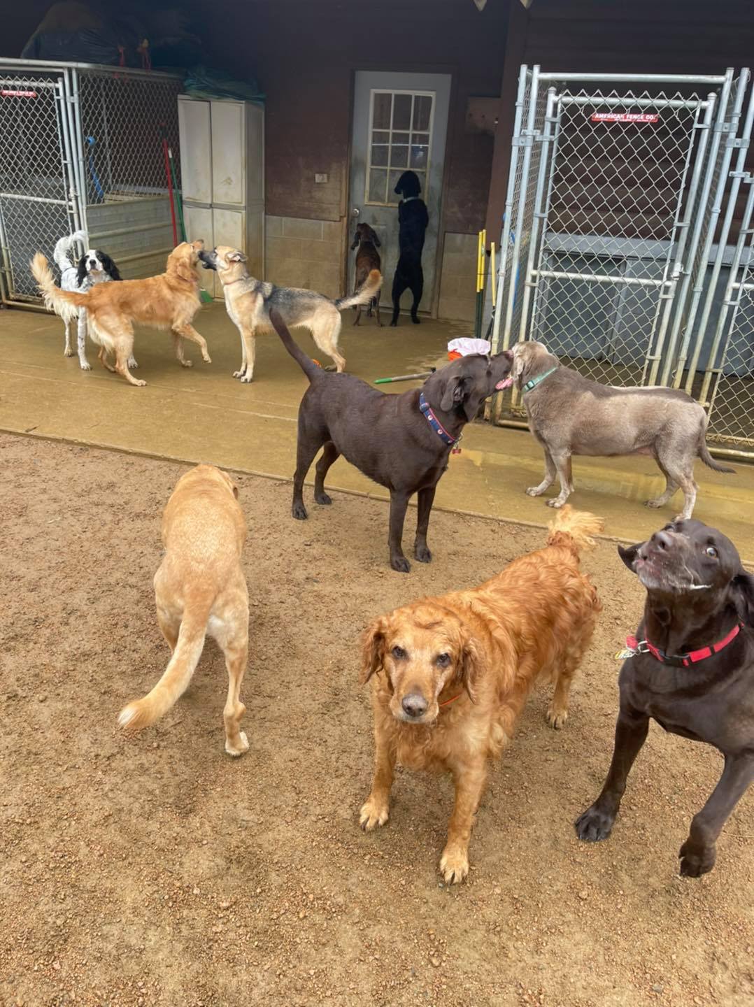 T & M Kennels Pet Day Care Rhinelander, WI