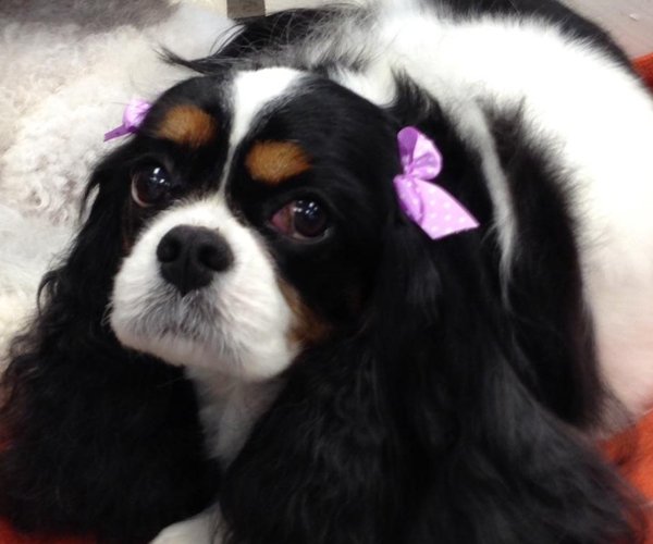 The Doggy Detailer Pet Grooming Services La Mesa, CA