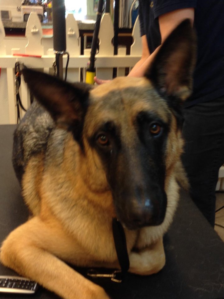 The Doggy Detailer Pet Grooming Services La Mesa, CA