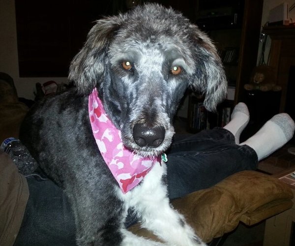 The Doggy Detailer Pet Grooming Services La Mesa, CA