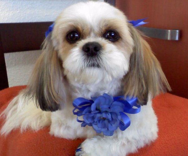 The Doggy Detailer Pet Grooming Services La Mesa, CA