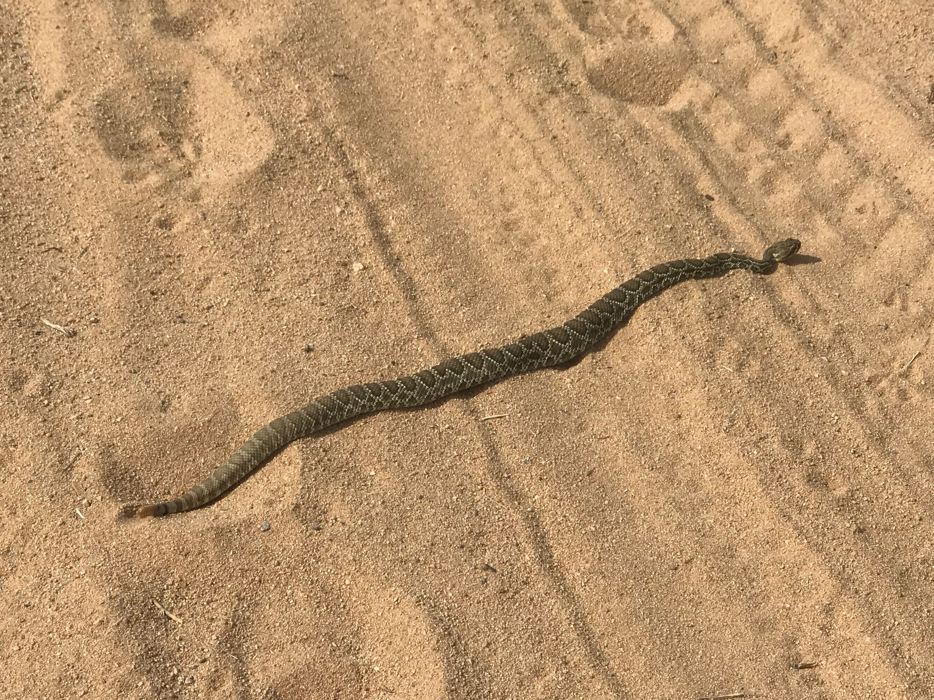 Yucca Snake Dunphy's Extermapest Termite and pest control
