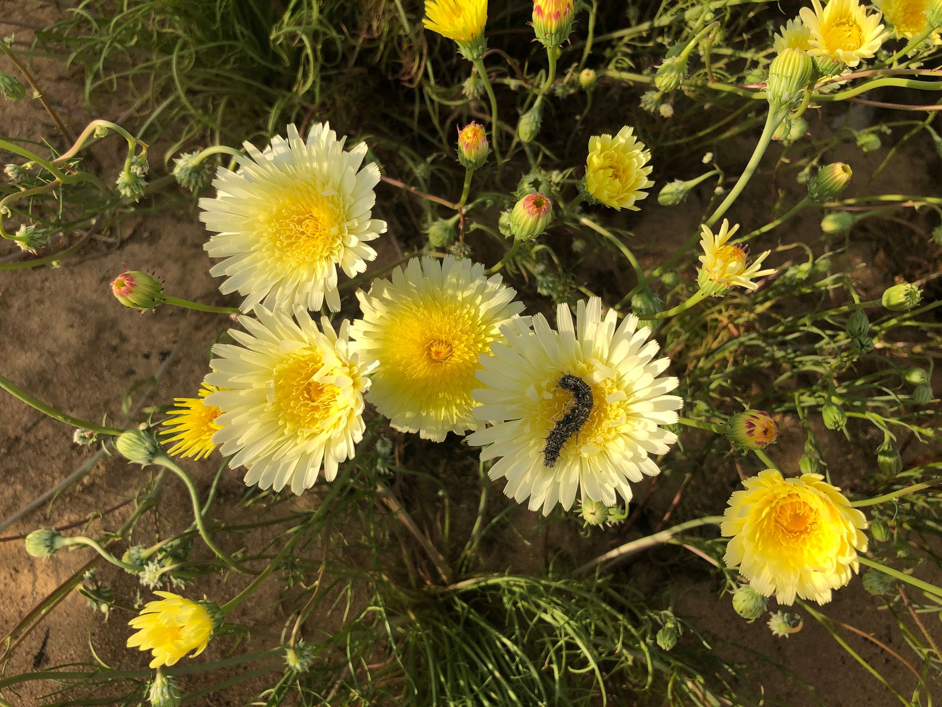 dunphy-s-extermapest-termite-and-pest-control