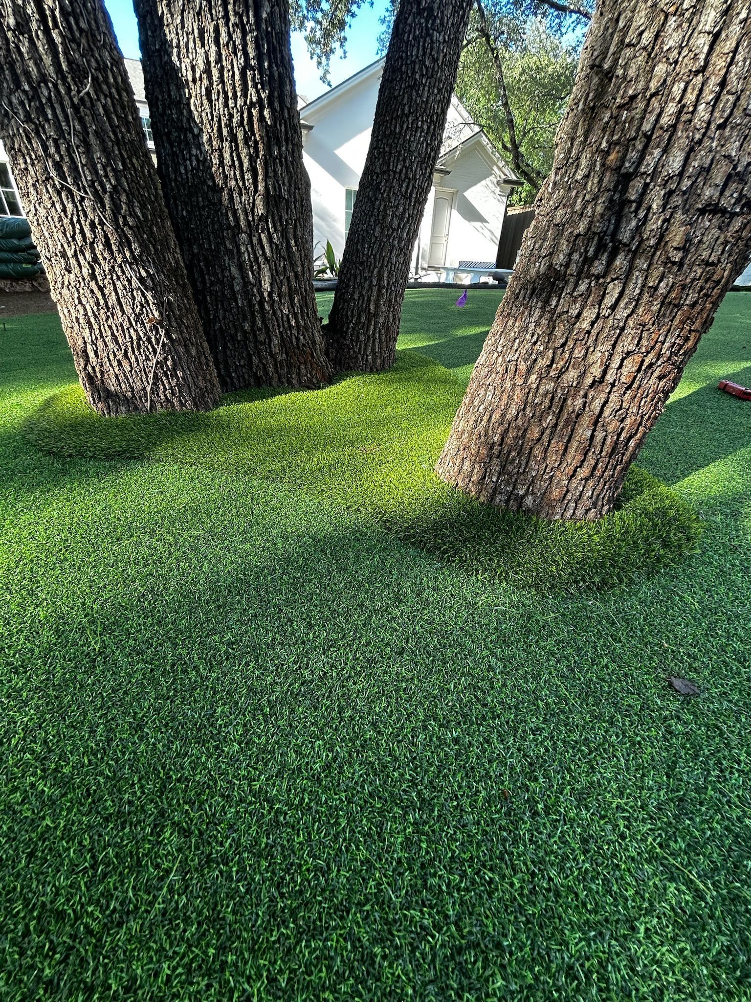 Several large tree trunks in a grassy yard with a white house in the background.
