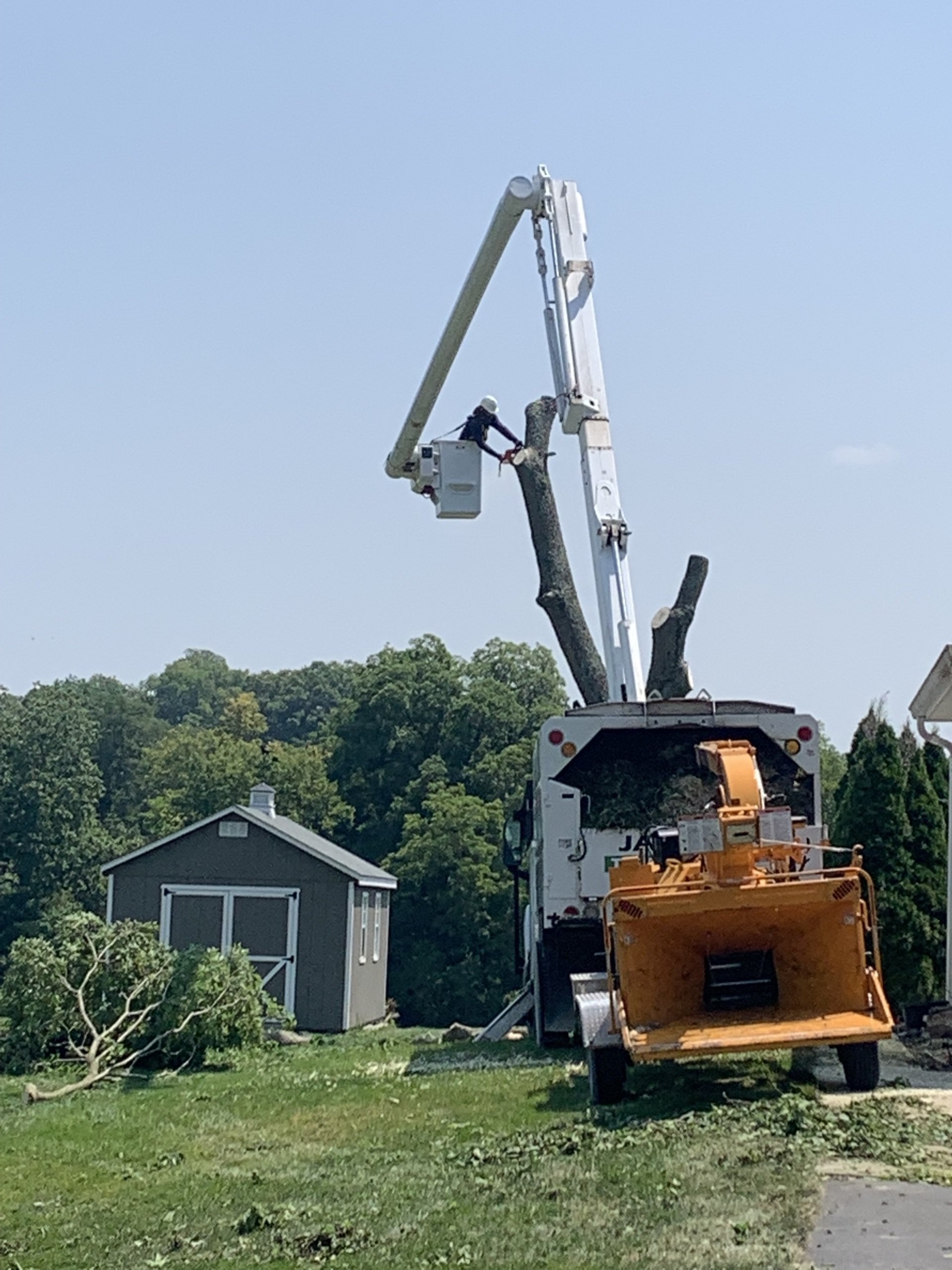 Tree Service Hamilton Fairfield Jaime's Tree Service
