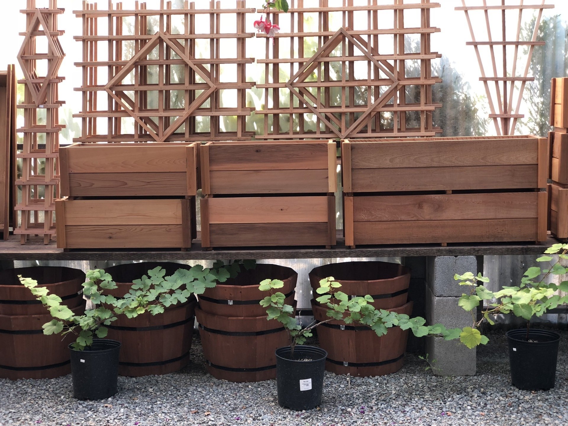 Edgewood Nursery & Garden Trees Edgewood, WA