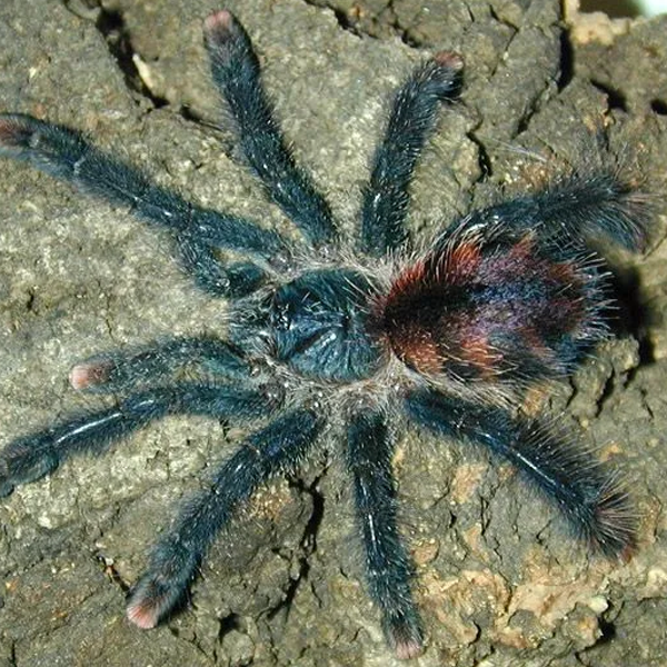 Small Animal Sales Philadelphia, PA