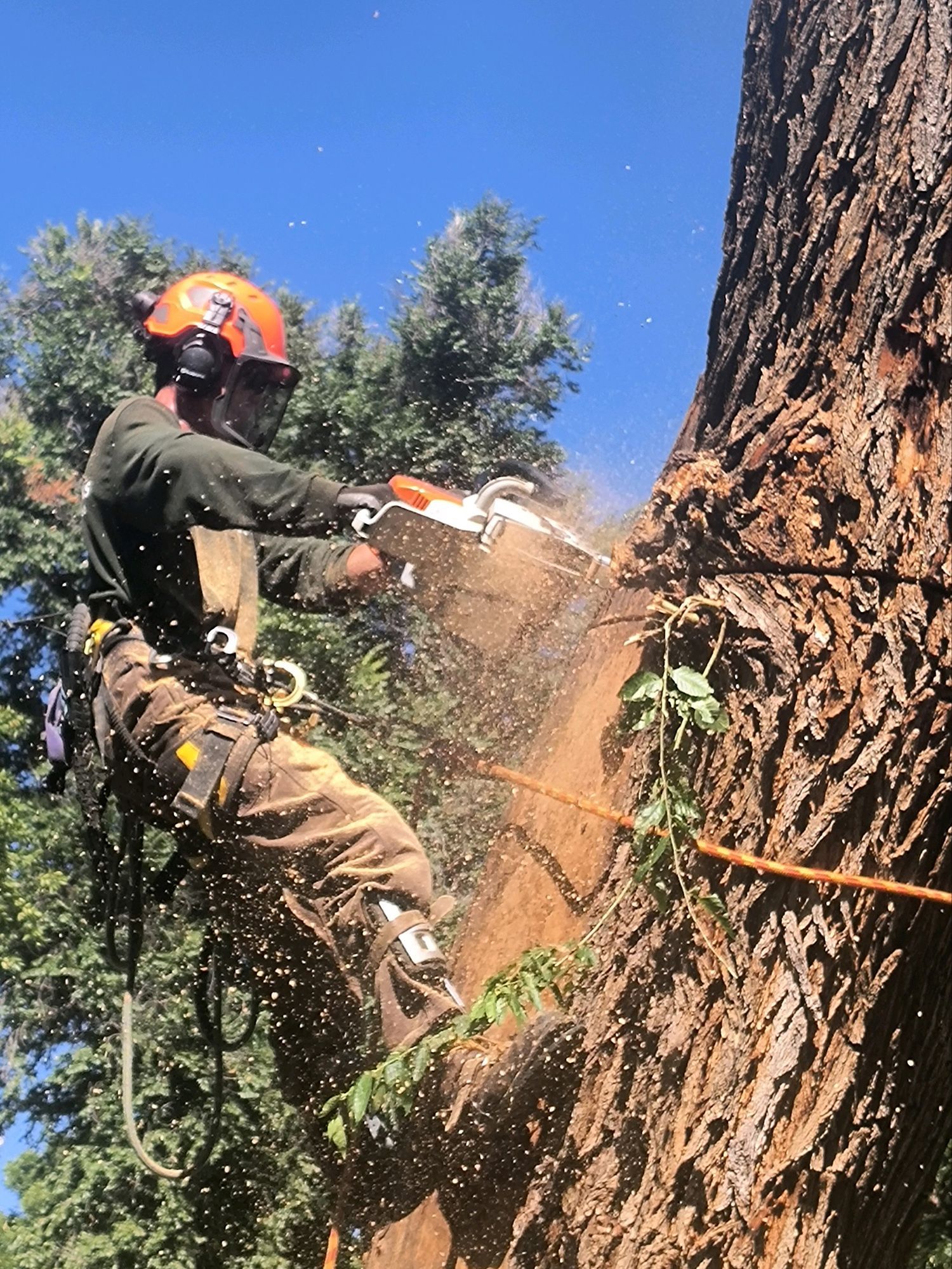 Tree Care Services | TreeWorks | Ft. Collins, CO
