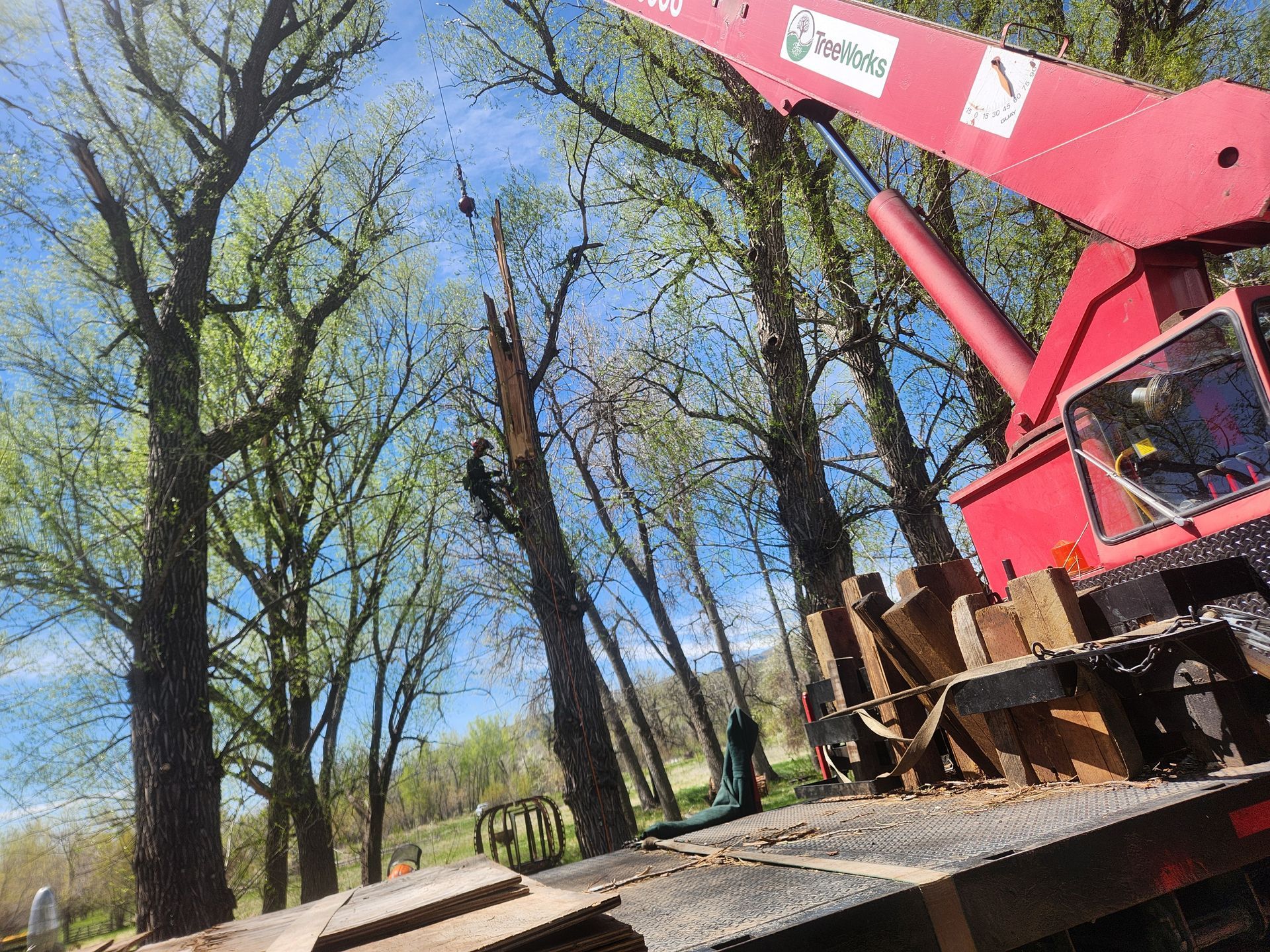 Tree Works Tre421 Tree Tree Care Services | TreeWorks | Ft. Collins, CO