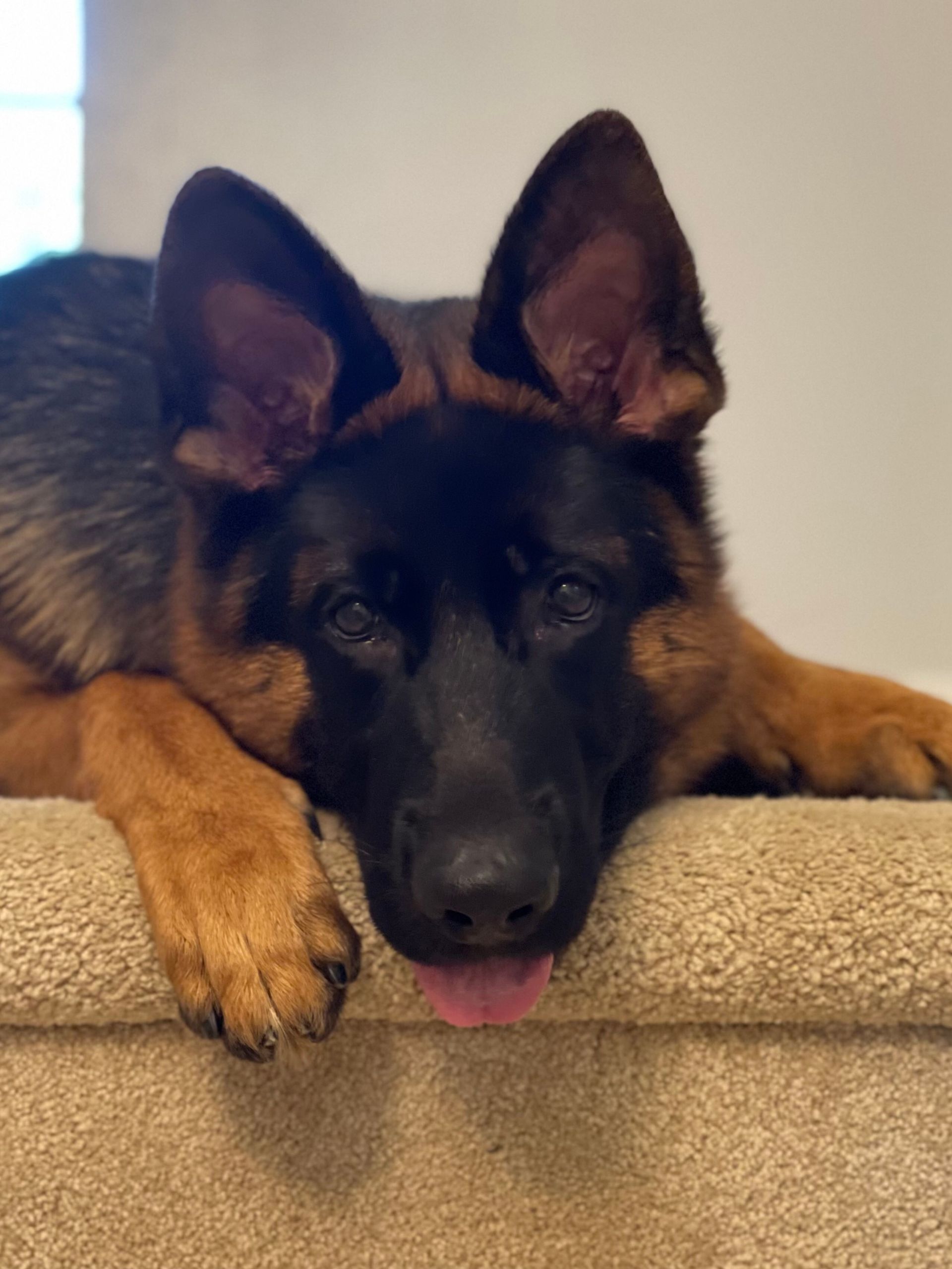 Vom Faehnrich Chicagoland German Shepherds Kennel Marseilles