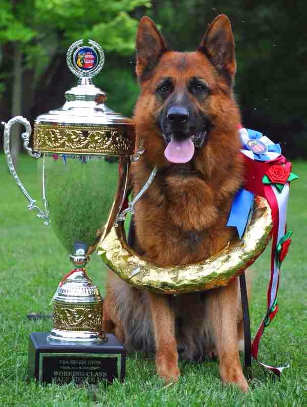 Award Winning Dog Photo Gallery Marseilles, IL