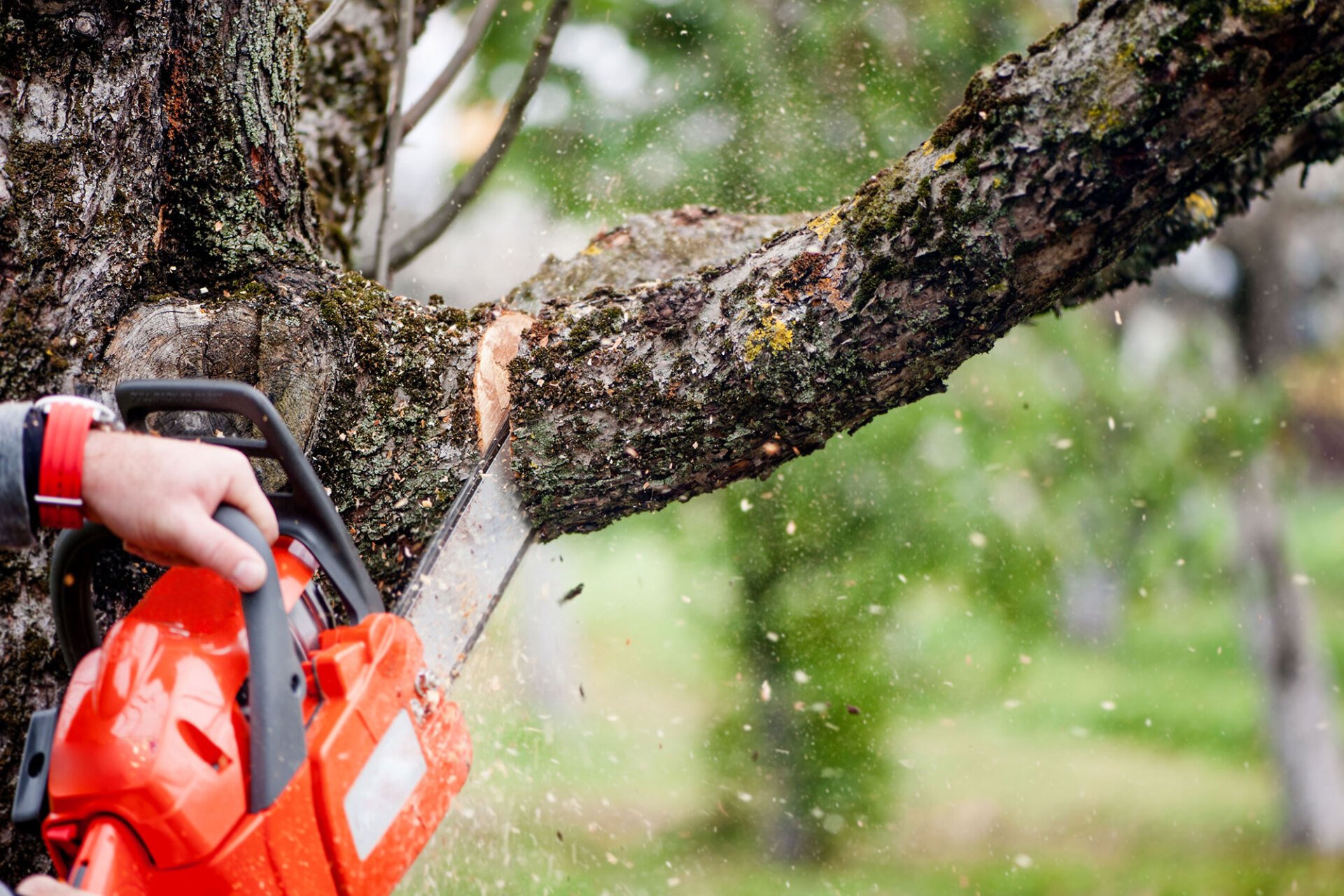 J & M Tree Service Inc Tree Trimming Bradenton, FL