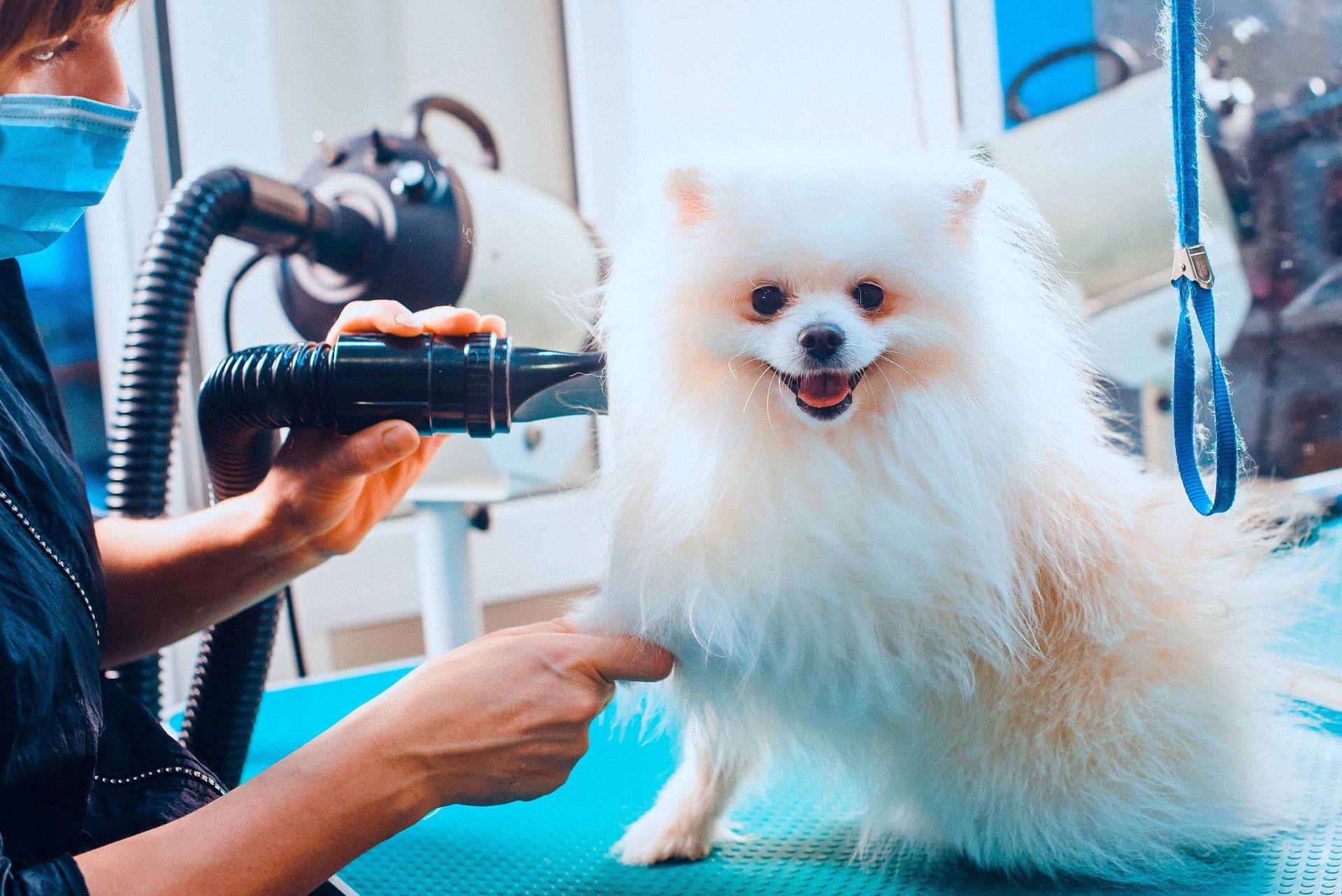 Bed & Biscuit Pet Care Kingston, IL