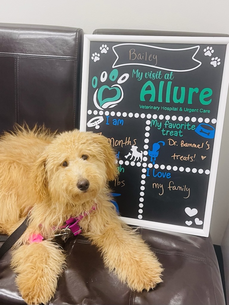 Dog being examined by two veterinarians wearing white coats and gloves.