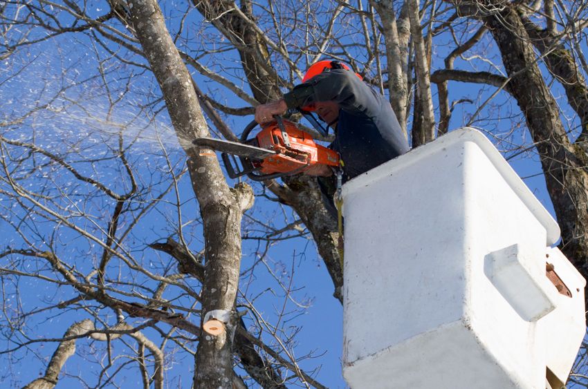 Arborist | Cesar's Tree Service | Oak Lawn, IL