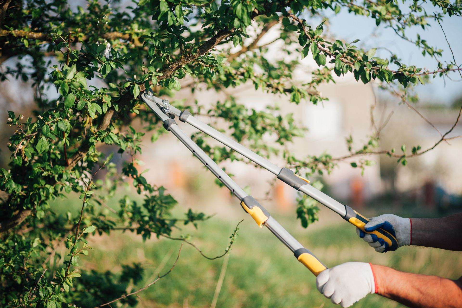 Gold Tooth Gorilla Tree Service