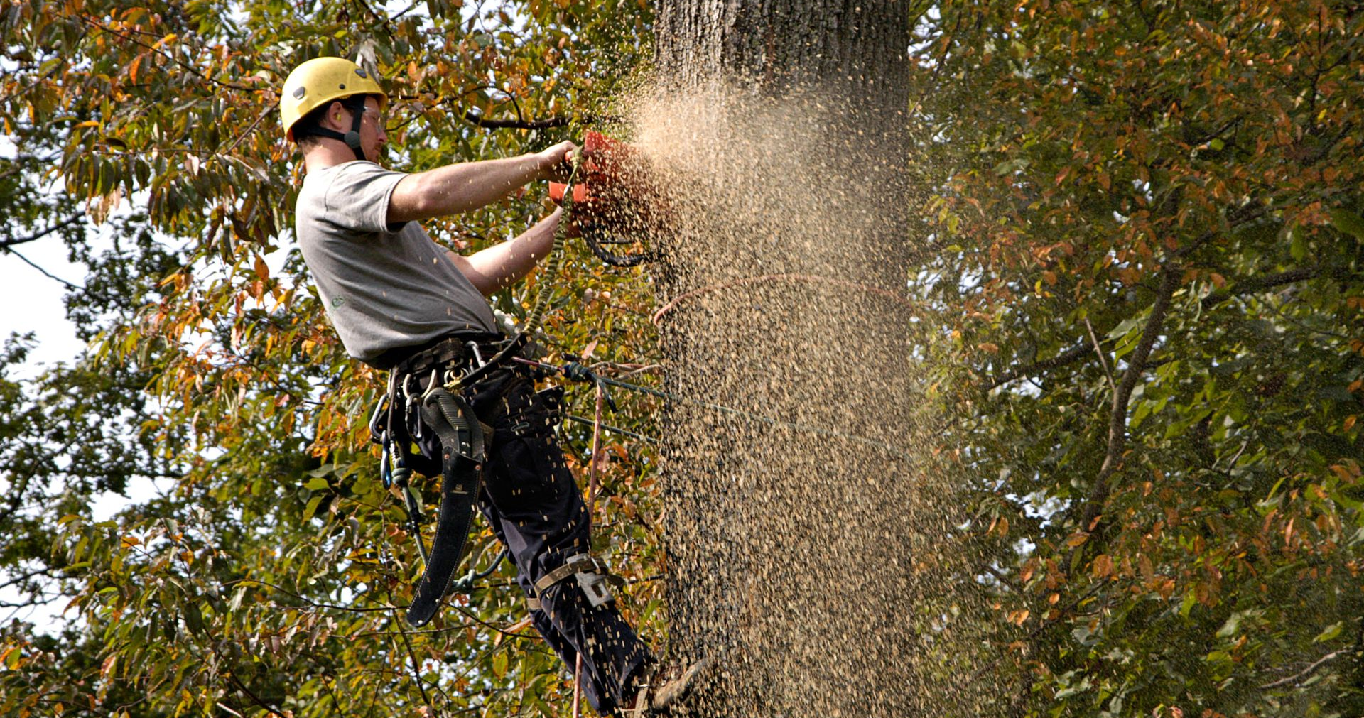 Gold Tooth Gorilla Tree Service