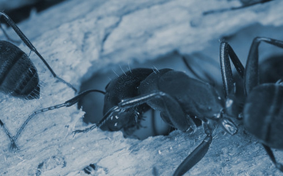 Absolute Termite And Pest Control, Inc. Damage Repair Stratford