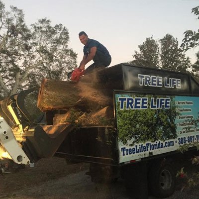 Tree Life Florida LLC | Tree Services | Ormond Beach, FL