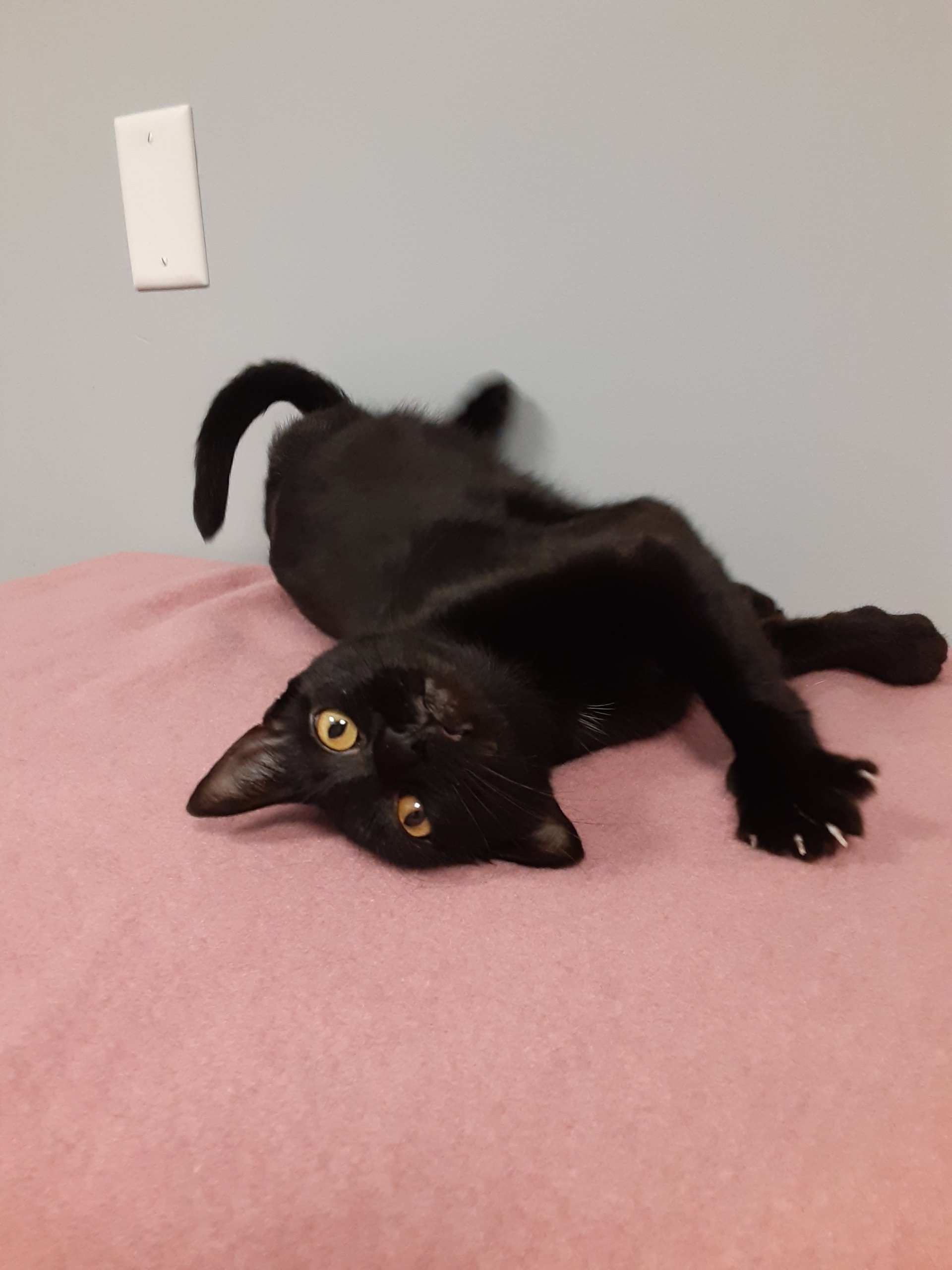 Adoptable Pets Latrobe, PA