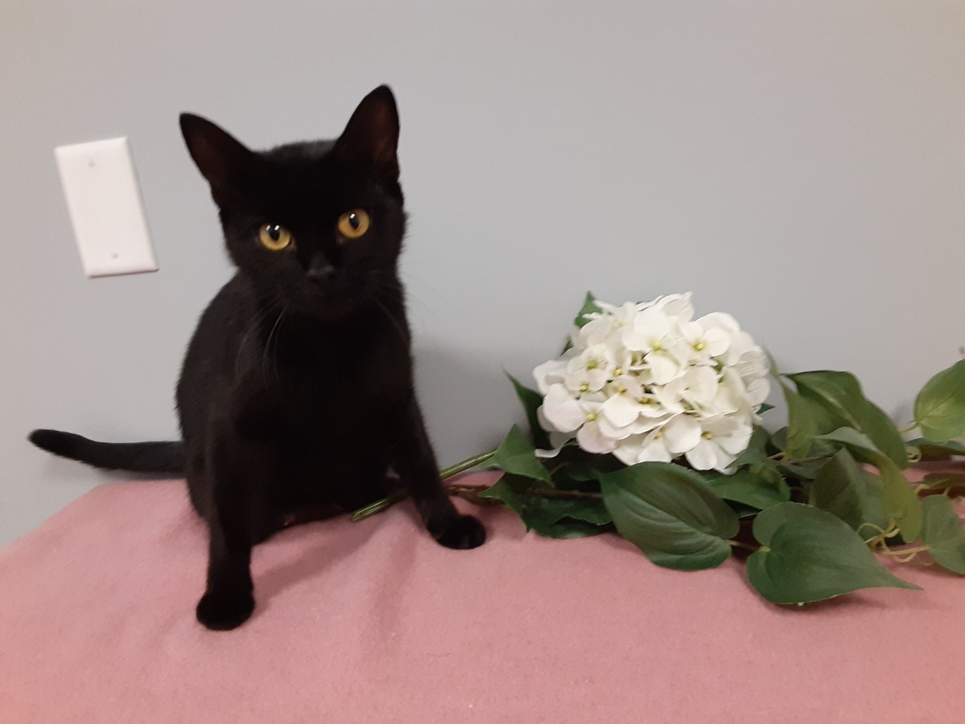 Adoptable Pets Latrobe, PA