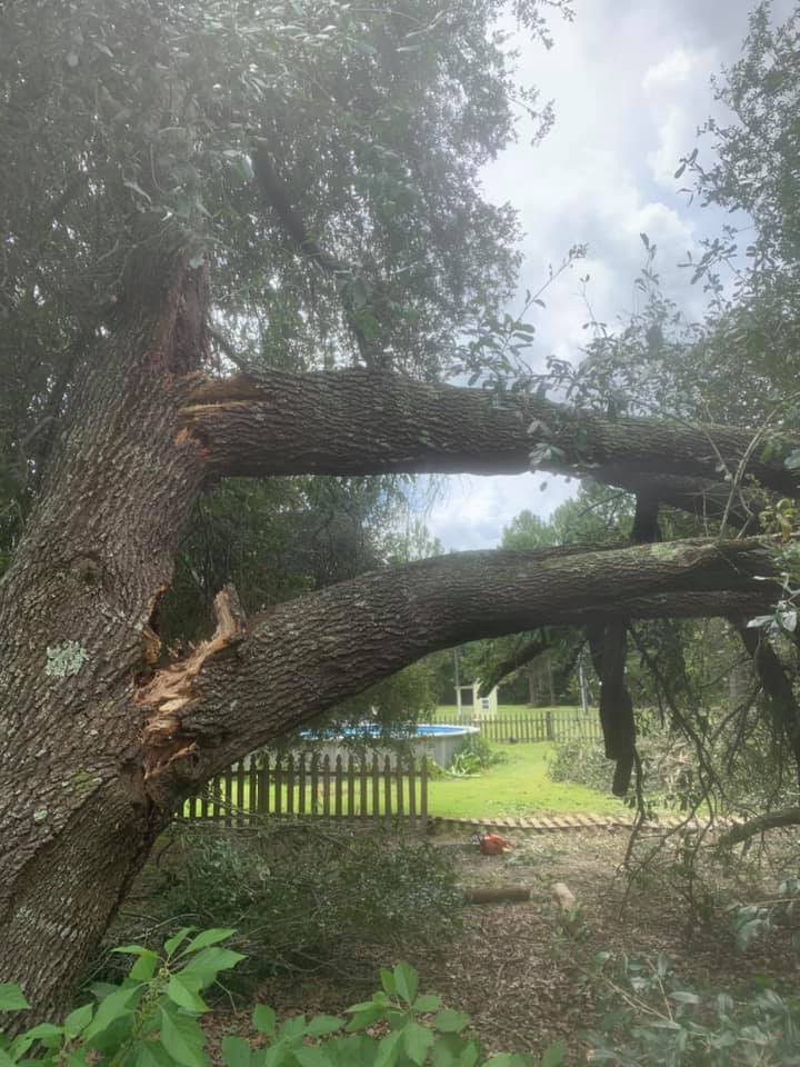 Tree Service Waycross Douglas Tree Surgeons