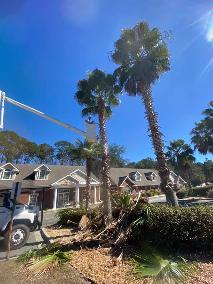 Tree Service Waycross Douglas Tree Surgeons