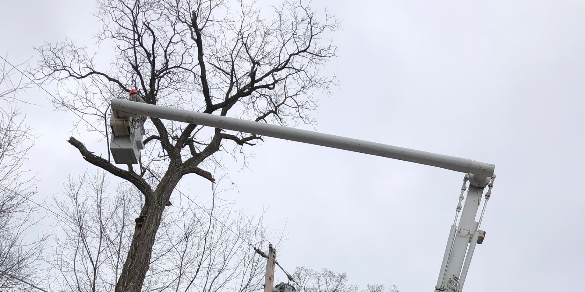 Tree Removal Gibsonia, PA Adler Tree Service