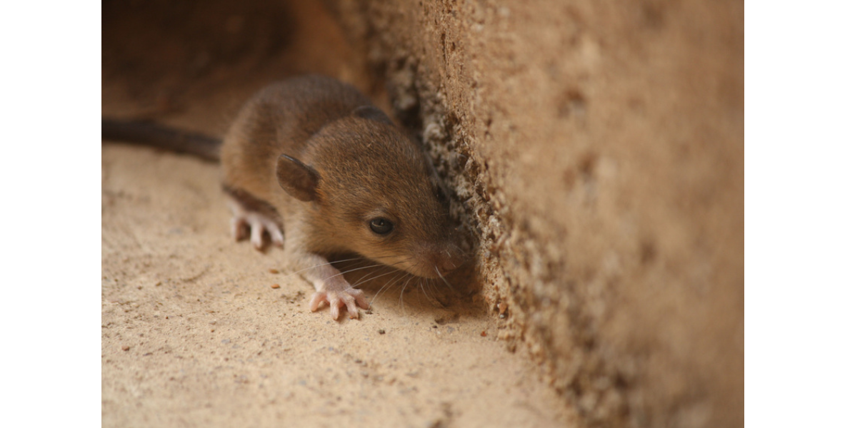 Griffin Termite & Pest Control Exterminators Griffin GA