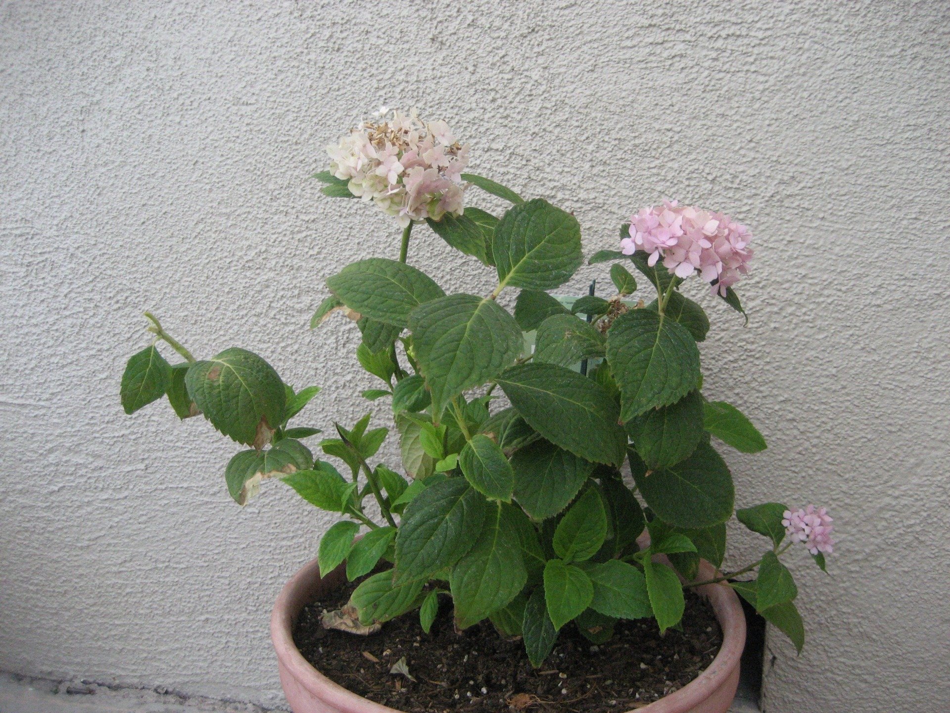 Grasses Shade Plants Atascadero, CA