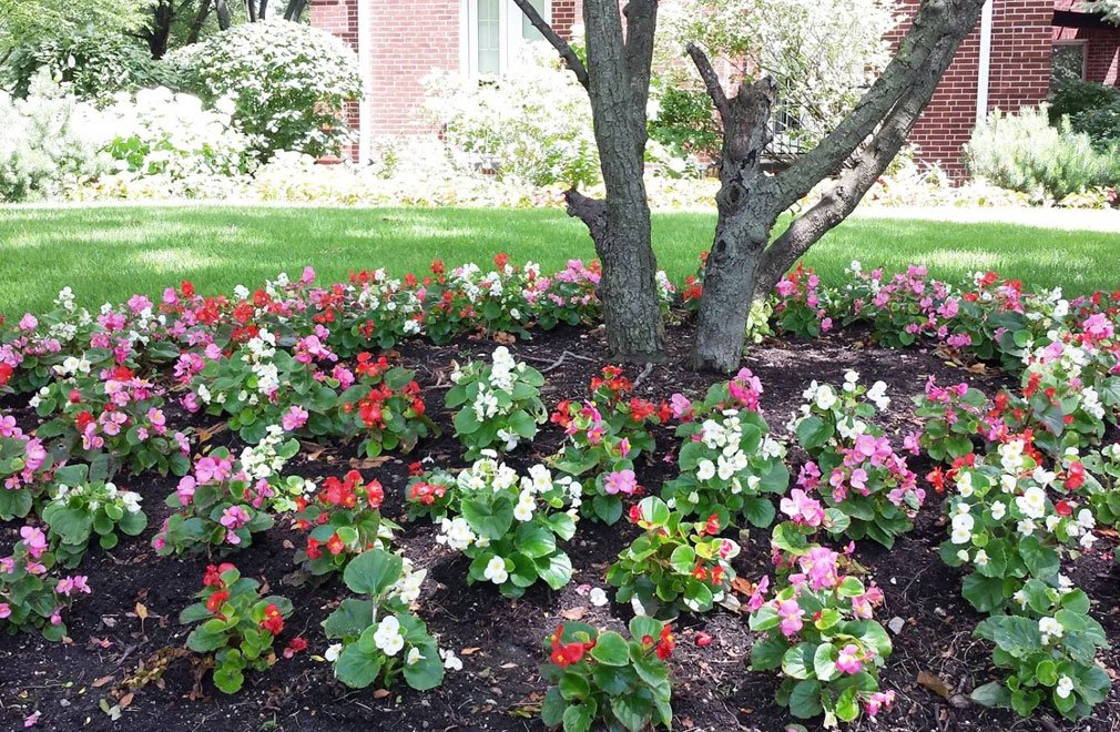 Landscaper Landscaping Hoy Landscaping Oak Park and River Forest IL