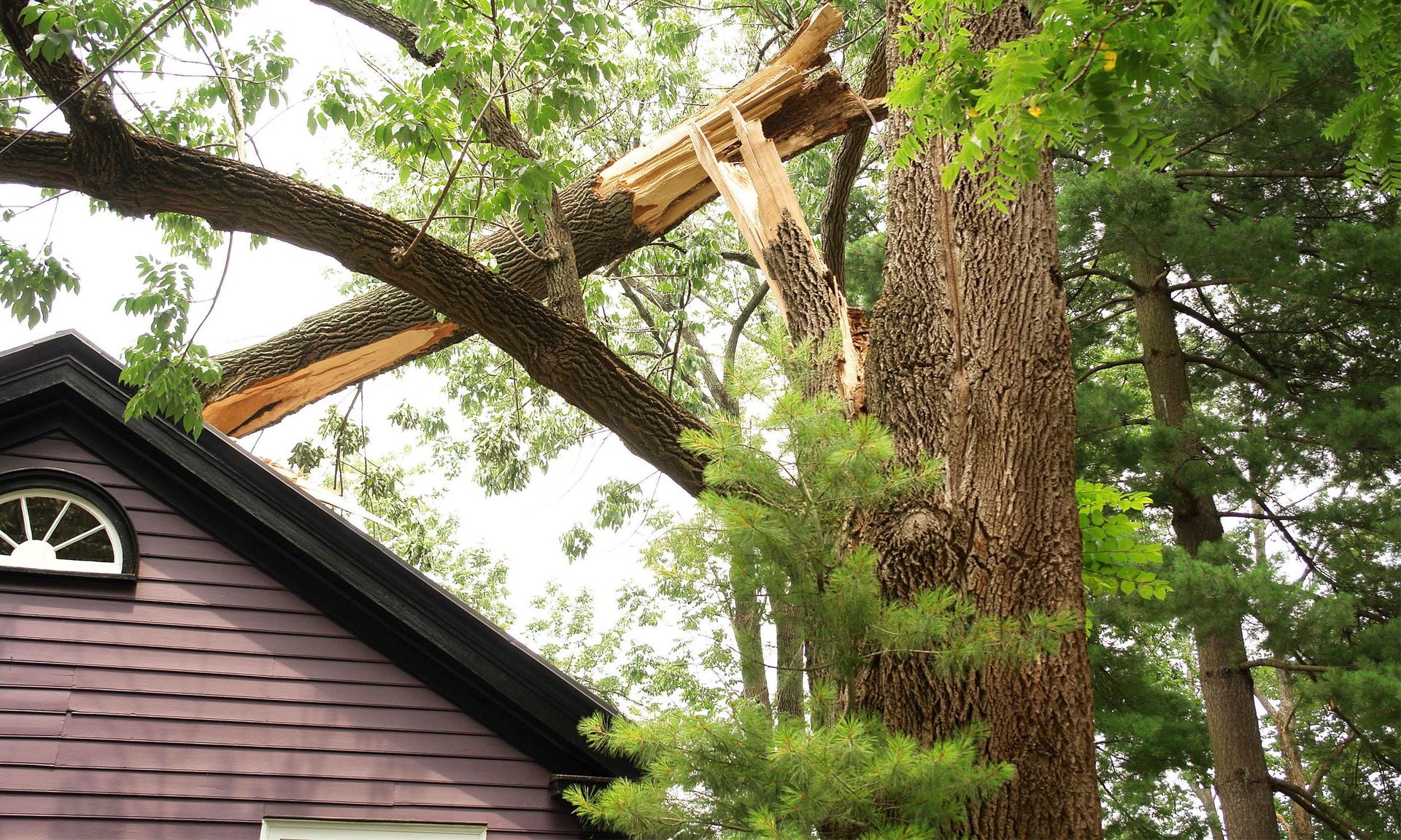 Tree Removal Wood Movers Tree Service Huntsville, AL