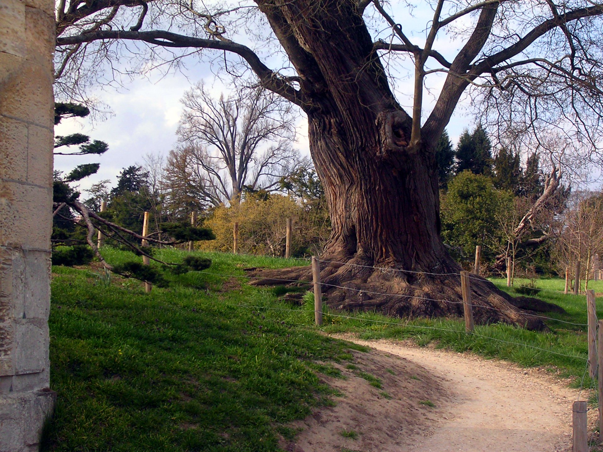 Greenleaf Services Arborists Wilton, CT
