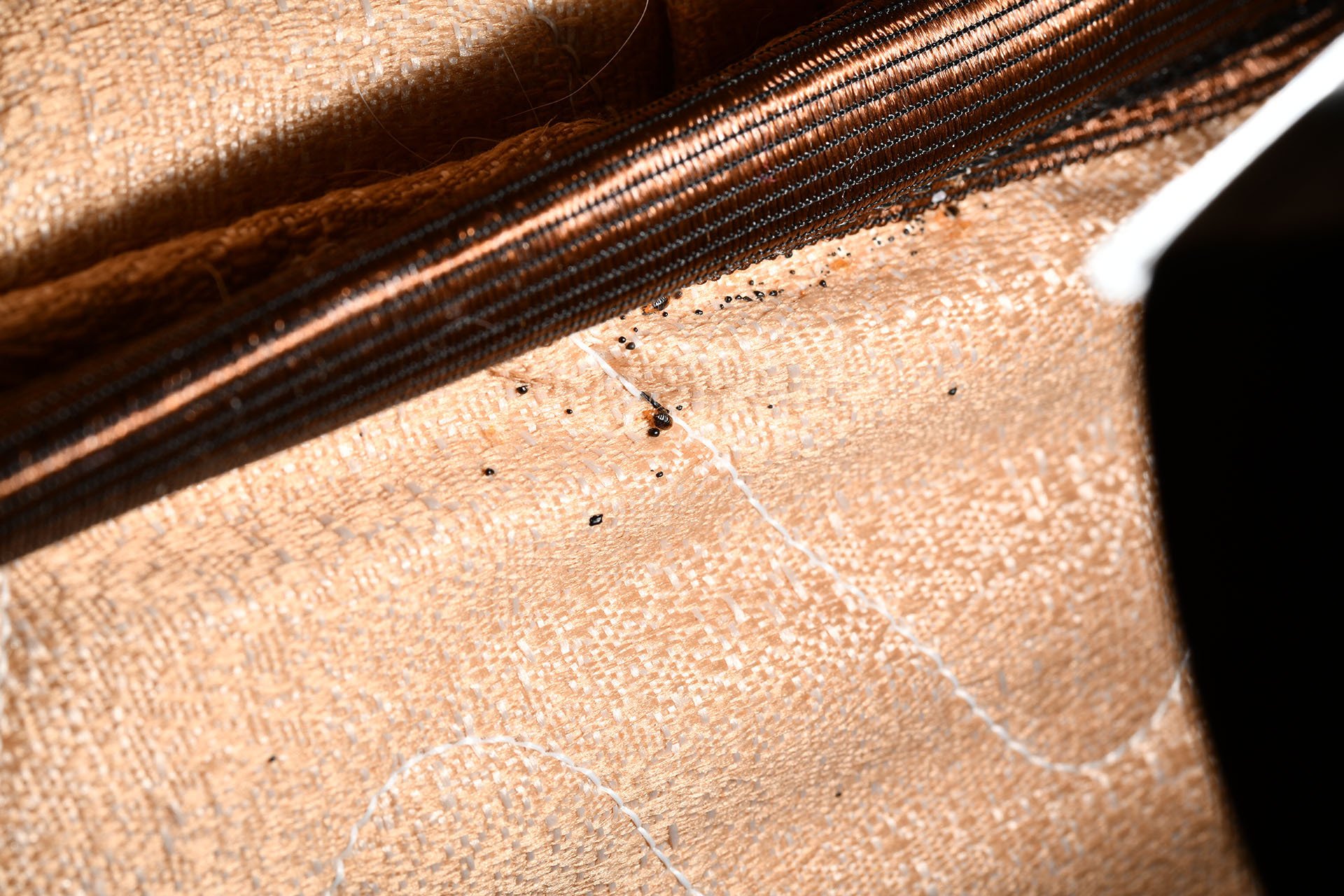 Pest Control Idaho Falls, ID Pocatello, ID Twin Falls, ID