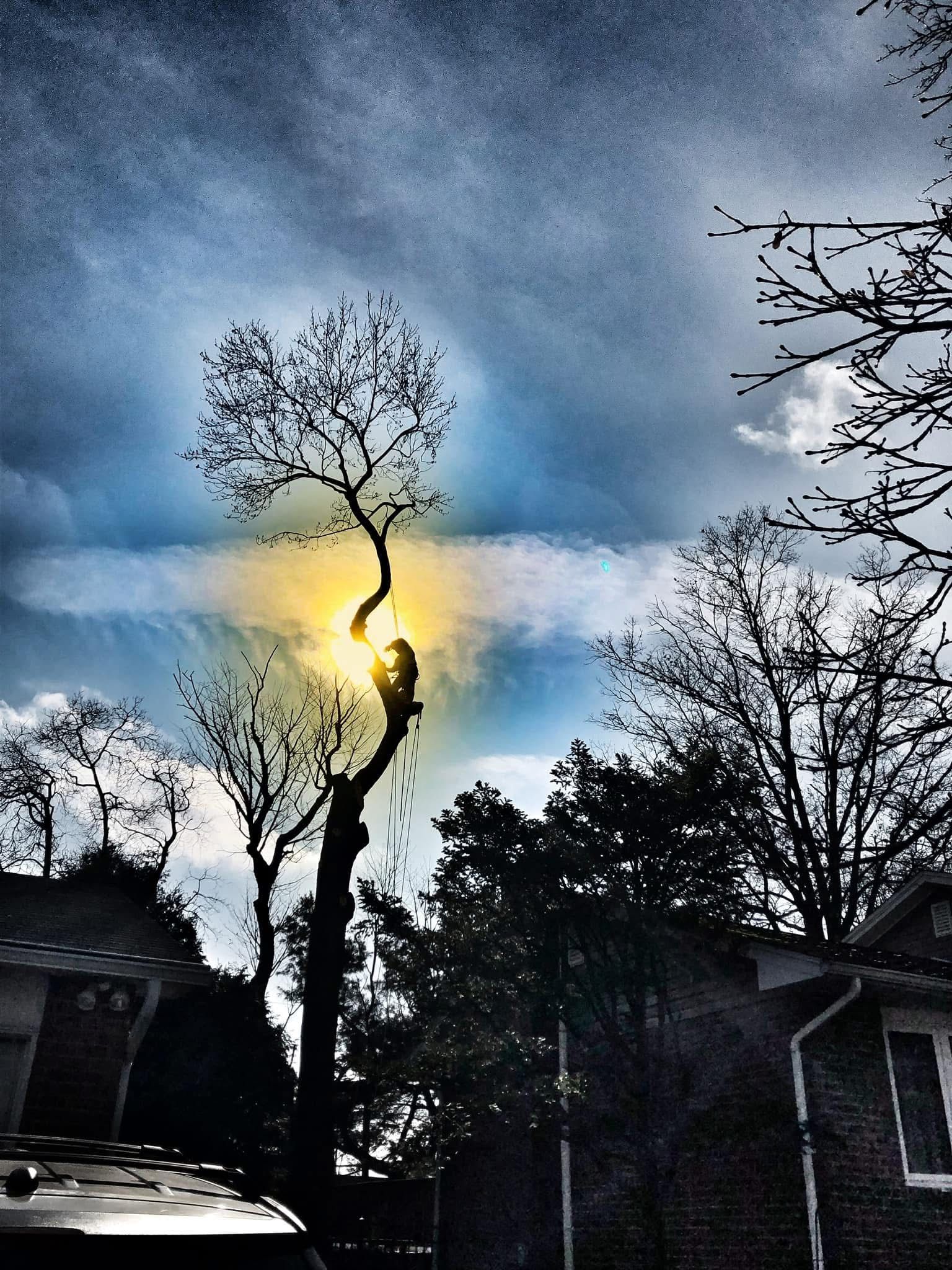 Lehigh Valley Tree Service | Tree Removal | Allentown, PA