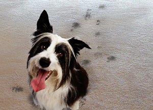 Pet Stains