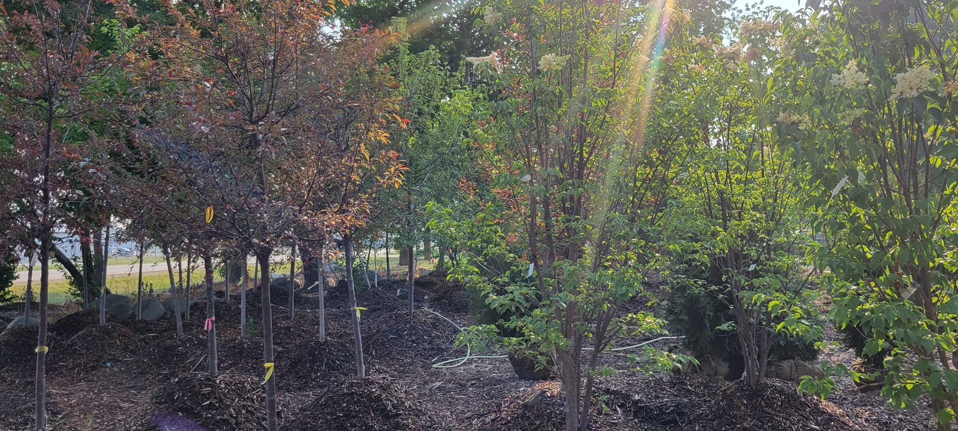 Tree and Shrub Installation Services West Bend, WI
