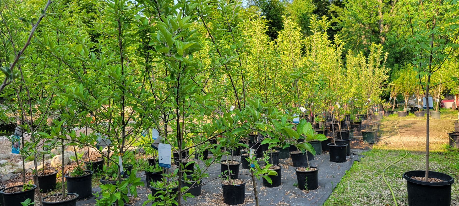 Tree and Shrub Installation Services West Bend, WI