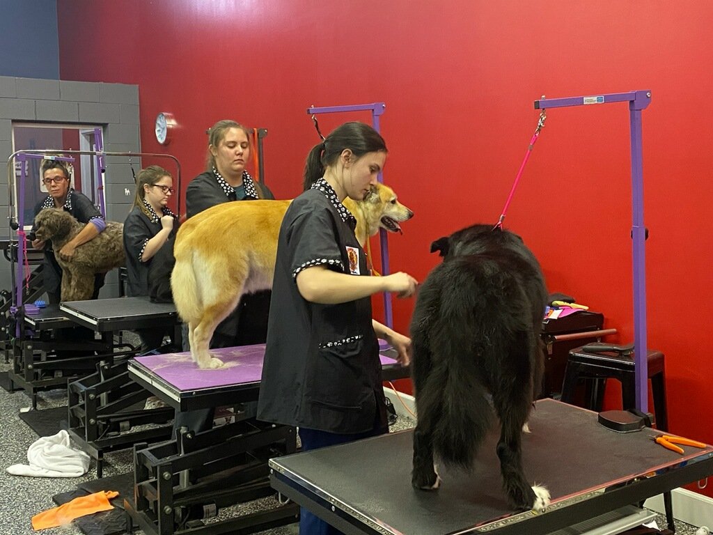 Dog Grooming Dog Nail Trimming Greenwood, IN